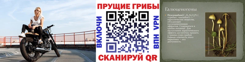 Псилоцибиновые грибы Cubensis  Прокопьевск 